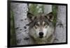 Wolf in Birches-W. Perry Conway-Framed Photographic Print