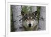 Wolf in Birches-W. Perry Conway-Framed Photographic Print