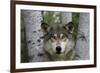 Wolf in Birches-W. Perry Conway-Framed Photographic Print