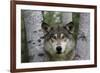 Wolf in Birches-W. Perry Conway-Framed Photographic Print