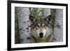 Wolf in Birches-W. Perry Conway-Framed Photographic Print