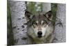 Wolf in Birches-W. Perry Conway-Mounted Photographic Print