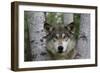 Wolf in Birches-W. Perry Conway-Framed Photographic Print