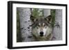 Wolf in Birches-W. Perry Conway-Framed Photographic Print