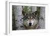 Wolf in Birches-W. Perry Conway-Framed Photographic Print