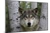 Wolf in Birches-W. Perry Conway-Mounted Photographic Print