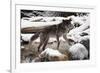 Wolf in Snow-null-Framed Photographic Print