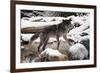 Wolf in Snow-null-Framed Photographic Print