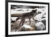 Wolf in Snow-null-Framed Photographic Print