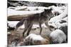 Wolf in Snow-null-Mounted Photographic Print