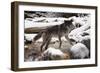 Wolf in Snow-null-Framed Photographic Print