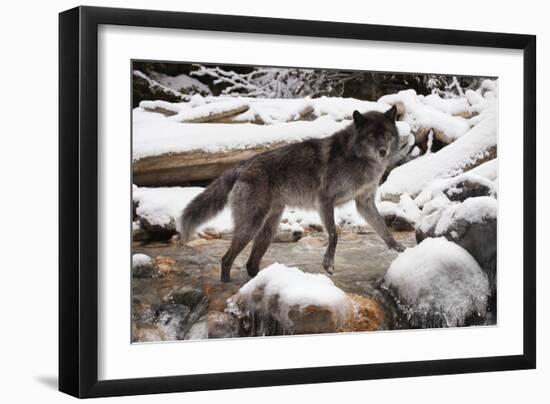 Wolf in Snow-null-Framed Photographic Print