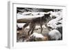 Wolf in Snow-null-Framed Photographic Print