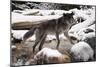 Wolf in Snow-null-Mounted Photographic Print