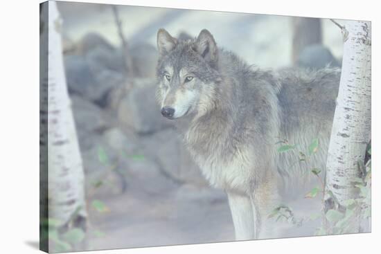 Wolf in the Mist-Gordon Semmens-Stretched Canvas