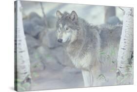 Wolf in the Mist-Gordon Semmens-Stretched Canvas