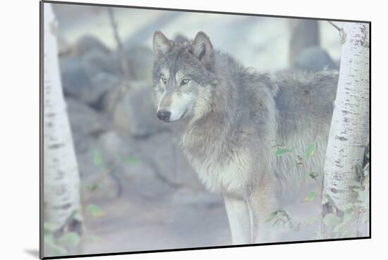 Wolf in the Mist-Gordon Semmens-Mounted Photographic Print