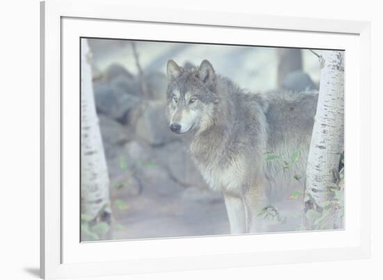 Wolf in the Mist-Gordon Semmens-Framed Photographic Print