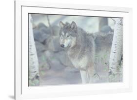 Wolf in the Mist-Gordon Semmens-Framed Photographic Print