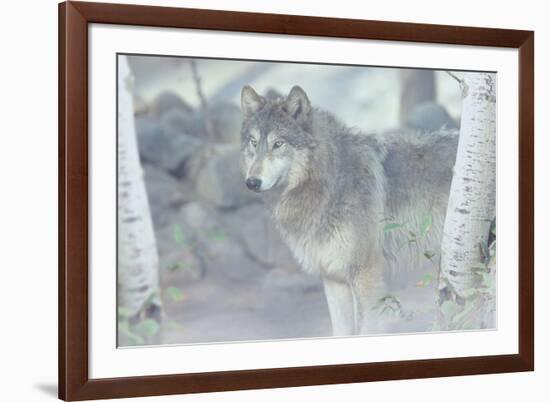 Wolf in the Mist-Gordon Semmens-Framed Photographic Print