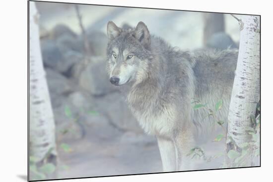 Wolf in the Mist-Gordon Semmens-Mounted Photographic Print