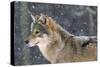 Wolf in the Snow-Ake Lindau-Stretched Canvas