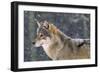 Wolf in the Snow-Ake Lindau-Framed Photographic Print