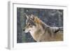 Wolf in the Snow-Ake Lindau-Framed Photographic Print