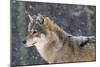 Wolf in the Snow-Ake Lindau-Mounted Photographic Print