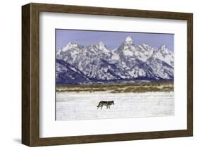 Wolf lone male, Grand Teton National Park, Wyoming, USA-Nick Garbutt-Framed Photographic Print