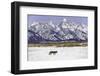 Wolf lone male, Grand Teton National Park, Wyoming, USA-Nick Garbutt-Framed Photographic Print