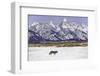 Wolf lone male, Grand Teton National Park, Wyoming, USA-Nick Garbutt-Framed Photographic Print