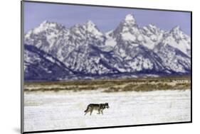 Wolf lone male, Grand Teton National Park, Wyoming, USA-Nick Garbutt-Mounted Photographic Print