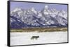 Wolf lone male, Grand Teton National Park, Wyoming, USA-Nick Garbutt-Framed Stretched Canvas