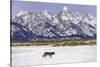 Wolf lone male, Grand Teton National Park, Wyoming, USA-Nick Garbutt-Stretched Canvas