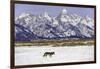 Wolf lone male, Grand Teton National Park, Wyoming, USA-Nick Garbutt-Framed Photographic Print