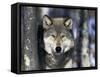 Wolf, Minnesota, USA-Gavriel Jecan-Framed Stretched Canvas