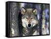 Wolf, Minnesota, USA-Gavriel Jecan-Framed Stretched Canvas