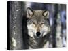 Wolf, Minnesota, USA-Gavriel Jecan-Stretched Canvas