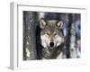 Wolf, Minnesota, USA-Gavriel Jecan-Framed Photographic Print