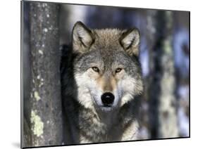Wolf, Minnesota, USA-Gavriel Jecan-Mounted Photographic Print