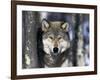 Wolf, Minnesota, USA-Gavriel Jecan-Framed Photographic Print