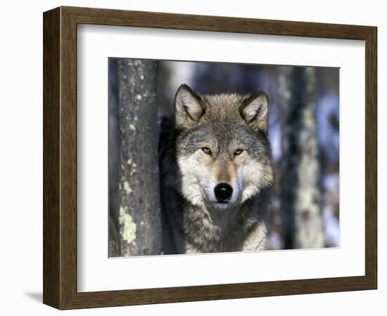 Wolf, Minnesota, USA-Gavriel Jecan-Framed Photographic Print