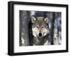 Wolf, Minnesota, USA-Gavriel Jecan-Framed Photographic Print