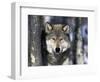 Wolf, Minnesota, USA-Gavriel Jecan-Framed Photographic Print