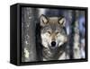 Wolf, Minnesota, USA-Gavriel Jecan-Framed Stretched Canvas