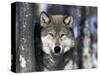 Wolf, Minnesota, USA-Gavriel Jecan-Stretched Canvas