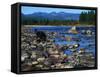 Wolf on Rocks at Edge of Flathead River-null-Framed Stretched Canvas