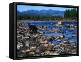 Wolf on Rocks at Edge of Flathead River-null-Framed Stretched Canvas