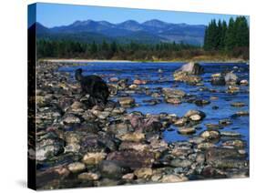 Wolf on Rocks at Edge of Flathead River-null-Stretched Canvas